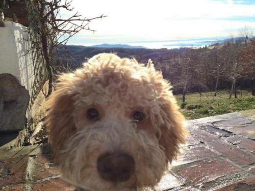 Lagotto's Peak Litter A (15.09.2013)