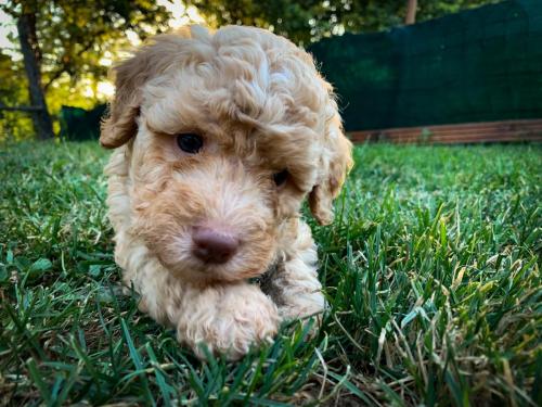 Lagotto's Peak Litter J (25.05.2019)