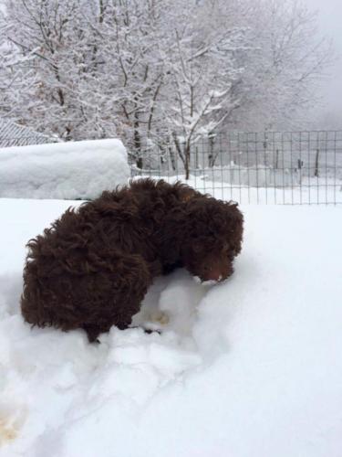 Lagotto's Peak Litter B (24.11.2014)