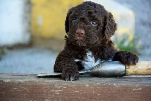 Lagotto's Peak Litter C (17.02.2016)