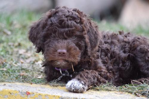 Lagotto's Peak Litter D (08.10.2016)