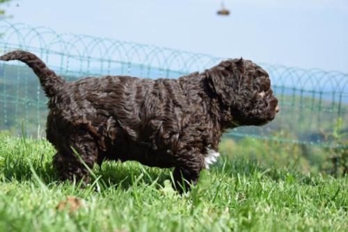 Lagotto’s Peak Litter E (26.03.2017)