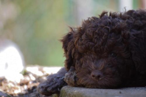 Lagotto‘s Peak Litter F (08.09.2017)