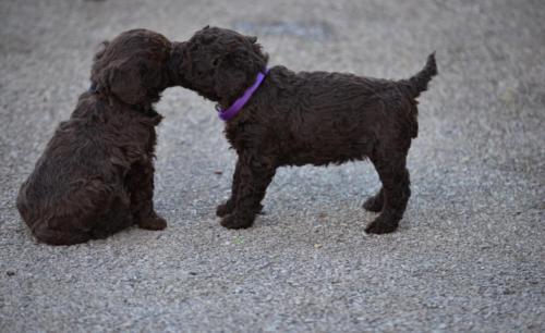 Lagotto‘s Peak Litter G (03.03.2018)