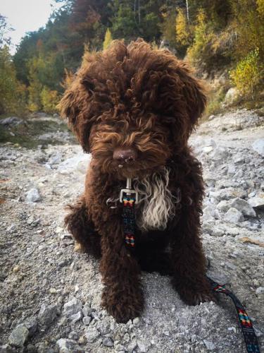 Lagotto's Peak Litter H (22.06.2018)