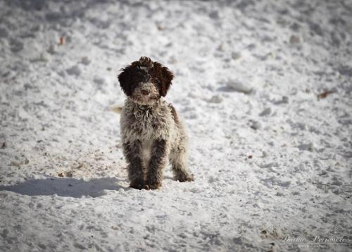 Lagotto's Peak Litter I (21.10.2018)