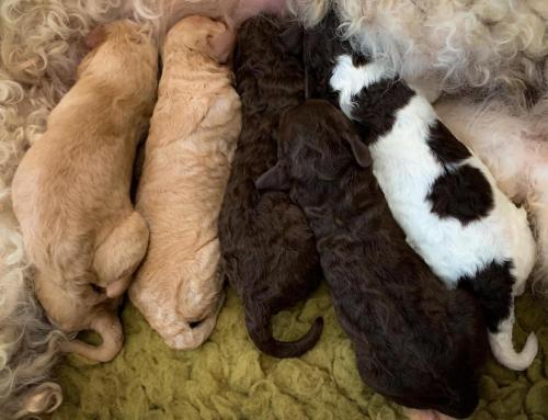 Lagotto’s Peak Litter L (04.08.2020)