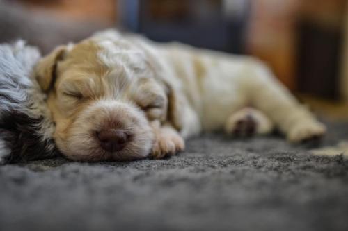 Lagotto’s Peak Litter M (16.01.2021)