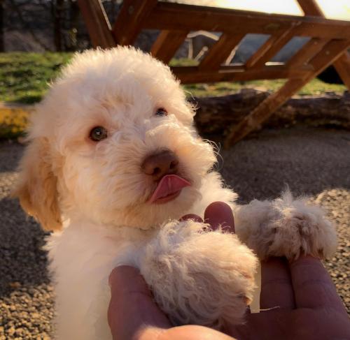 Lagotto’s Peak Litter K (20.12.2019)